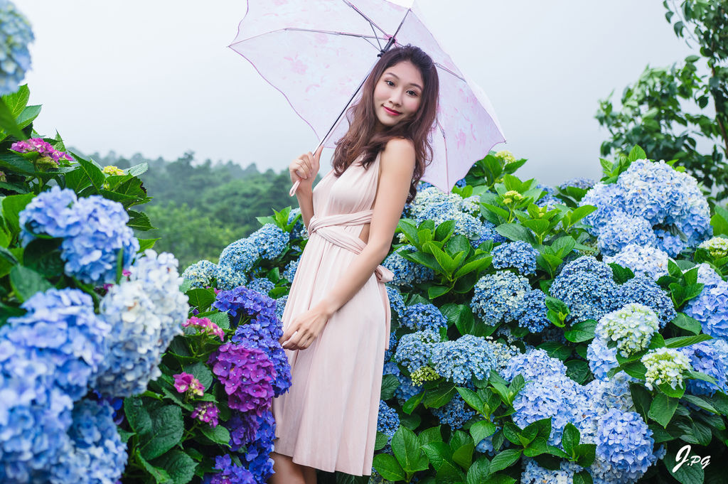 2020繡球花季!雲霧之間的繡球花就在陽明山-竹子湖花與樹繡球花園【丁小羽旅遊篇】 2020繡球花季!雲霧之間的繡球花就在陽明山-竹子湖花與樹繡球花園【丁小羽旅遊篇】