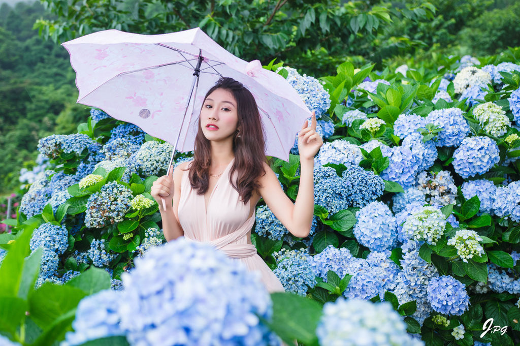 2020繡球花季!雲霧之間的繡球花就在陽明山-竹子湖花與樹繡球花園【丁小羽旅遊篇】 2020繡球花季!雲霧之間的繡球花就在陽明山-竹子湖花與樹繡球花園【丁小羽旅遊篇】