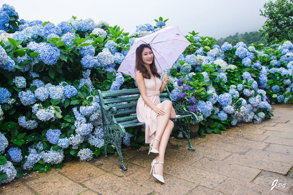 2020繡球花季!雲霧之間的繡球花就在陽明山-竹子湖花與樹繡球花園【丁小羽旅遊篇】 2020繡球花季!雲霧之間的繡球花就在陽明山-竹子湖花與樹繡球花園【丁小羽旅遊篇】
