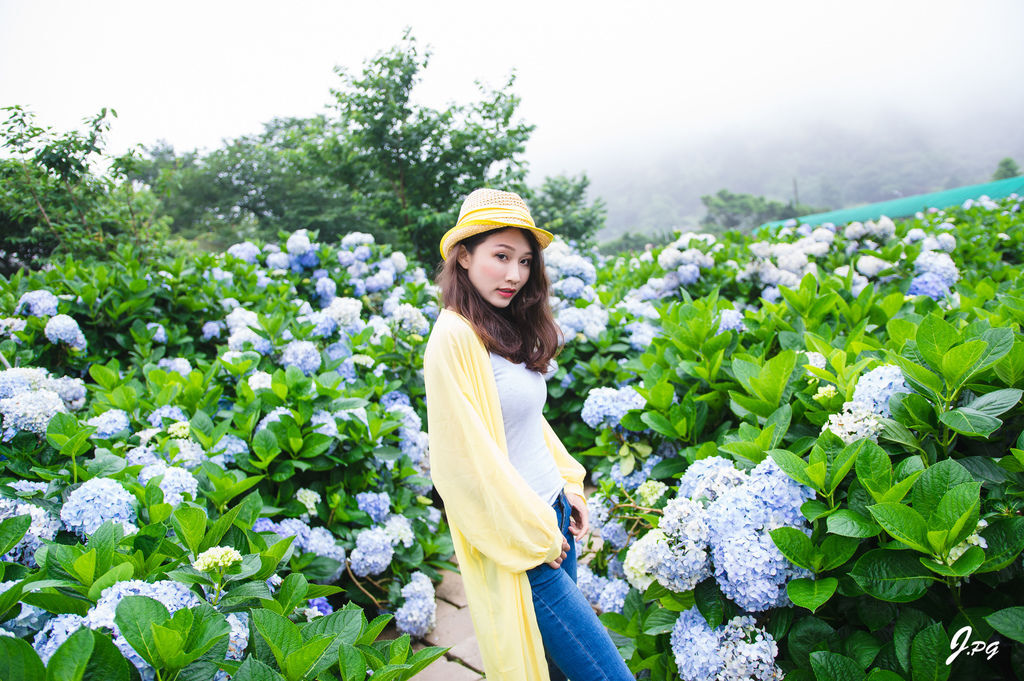 2020繡球花季!雲霧之間的繡球花就在陽明山-竹子湖花與樹繡球花園【丁小羽旅遊篇】 2020繡球花季!雲霧之間的繡球花就在陽明山-竹子湖花與樹繡球花園【丁小羽旅遊篇】