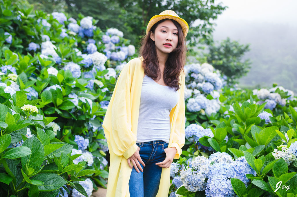 2020繡球花季!雲霧之間的繡球花就在陽明山-竹子湖花與樹繡球花園【丁小羽旅遊篇】 2020繡球花季!雲霧之間的繡球花就在陽明山-竹子湖花與樹繡球花園【丁小羽旅遊篇】