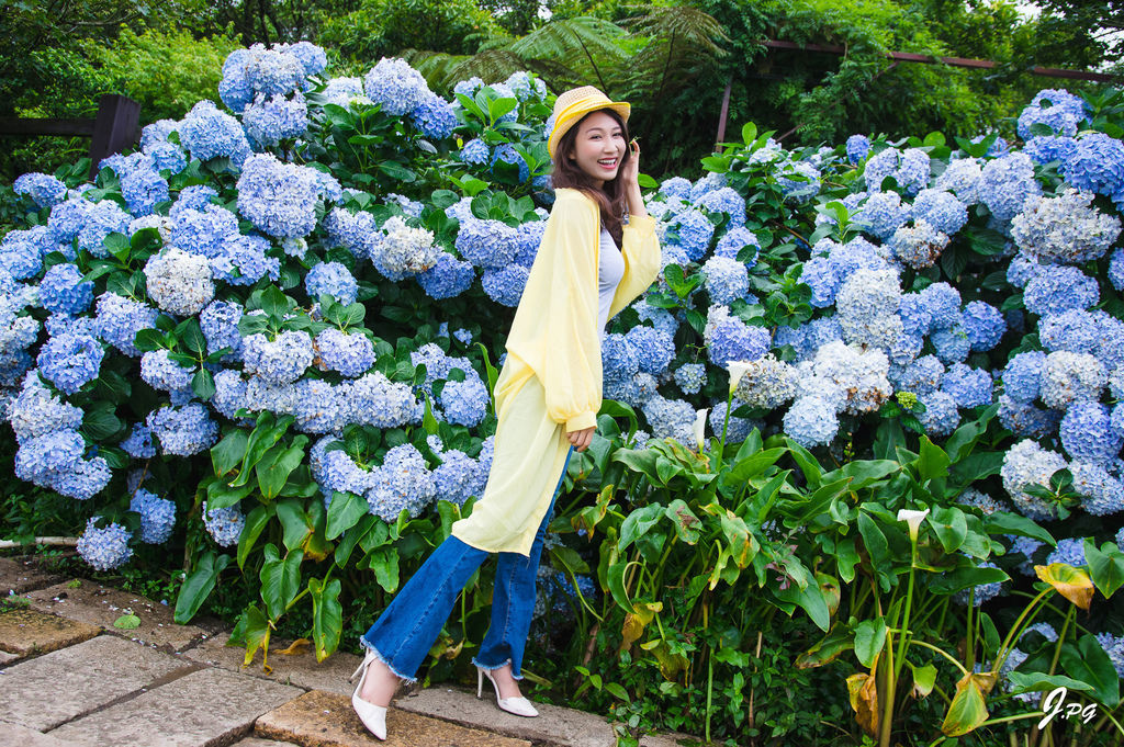 2020繡球花季!雲霧之間的繡球花就在陽明山-竹子湖花與樹繡球花園【丁小羽旅遊篇】 2020繡球花季!雲霧之間的繡球花就在陽明山-竹子湖花與樹繡球花園【丁小羽旅遊篇】