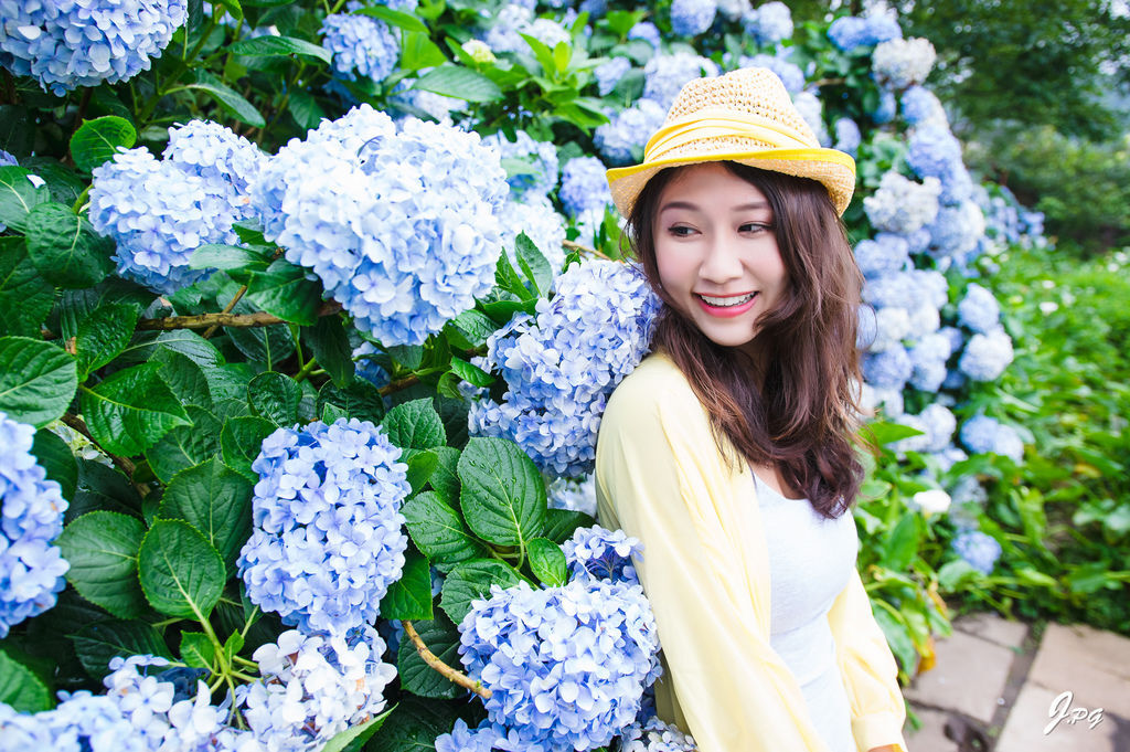 2020繡球花季!雲霧之間的繡球花就在陽明山-竹子湖花與樹繡球花園【丁小羽旅遊篇】 2020繡球花季!雲霧之間的繡球花就在陽明山-竹子湖花與樹繡球花園【丁小羽旅遊篇】