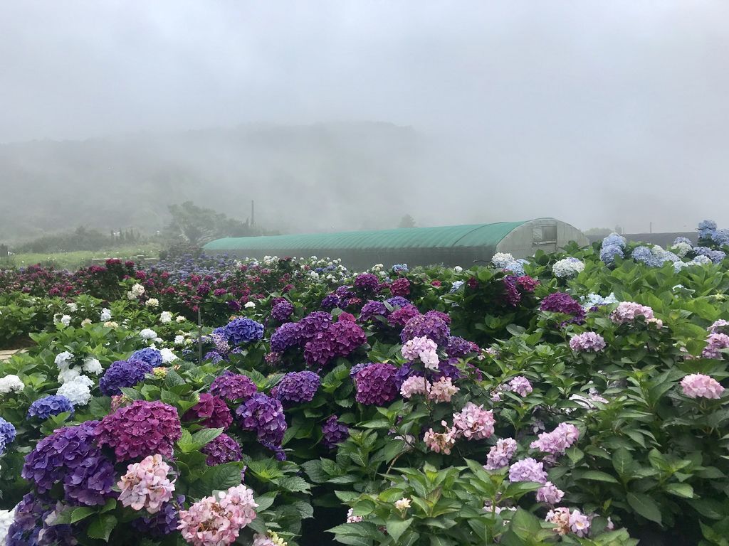 2020繡球花季!雲霧之間的繡球花就在陽明山-竹子湖花與樹繡球花園【丁小羽旅遊篇】 2020繡球花季!雲霧之間的繡球花就在陽明山-竹子湖花與樹繡球花園【丁小羽旅遊篇】