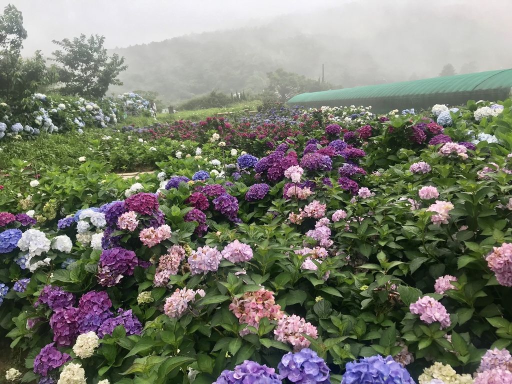 2020繡球花季!雲霧之間的繡球花就在陽明山-竹子湖花與樹繡球花園【丁小羽旅遊篇】