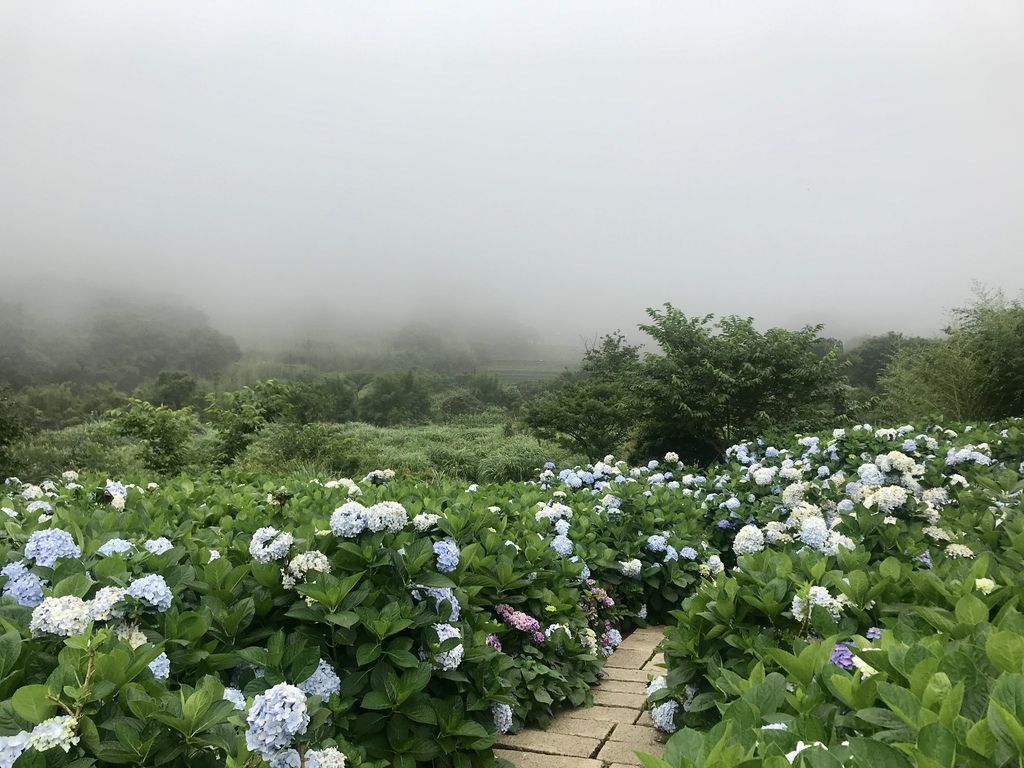 2020繡球花季!雲霧之間的繡球花就在陽明山-竹子湖花與樹繡球花園【丁小羽旅遊篇】 2020繡球花季!雲霧之間的繡球花就在陽明山-竹子湖花與樹繡球花園【丁小羽旅遊篇】