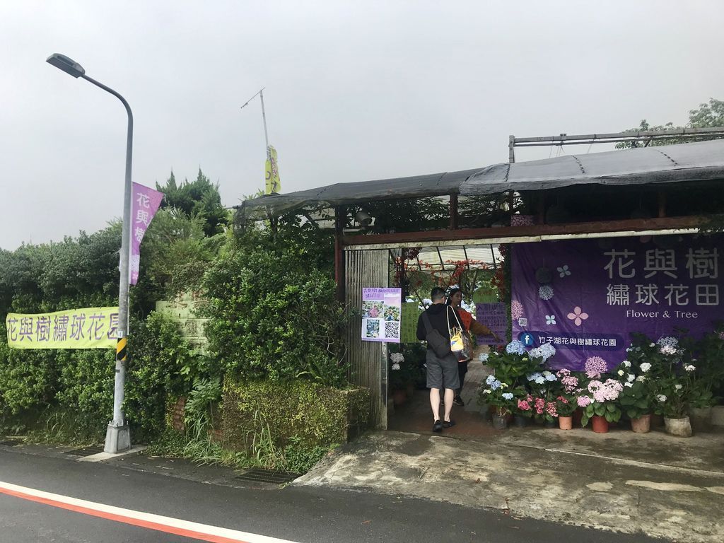 2020繡球花季!雲霧之間的繡球花就在陽明山-竹子湖花與樹繡球花園【丁小羽旅遊篇】 2020繡球花季!雲霧之間的繡球花就在陽明山-竹子湖花與樹繡球花園【丁小羽旅遊篇】