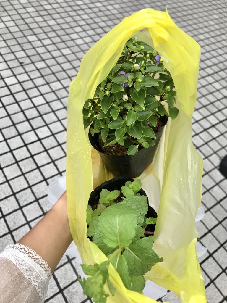 2020繡球花季!雲霧之間的繡球花就在陽明山-竹子湖花與樹繡球花園【丁小羽旅遊篇】 2020繡球花季!雲霧之間的繡球花就在陽明山-竹子湖花與樹繡球花園【丁小羽旅遊篇】