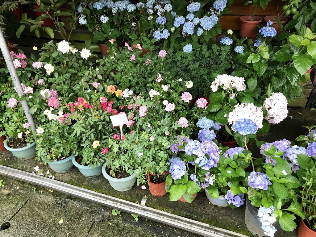 2020繡球花季!雲霧之間的繡球花就在陽明山-竹子湖花與樹繡球花園【丁小羽旅遊篇】 2020繡球花季!雲霧之間的繡球花就在陽明山-竹子湖花與樹繡球花園【丁小羽旅遊篇】