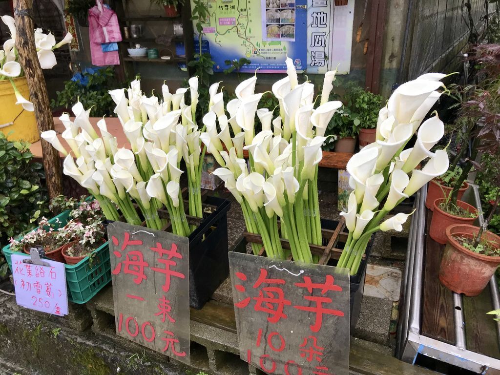 2020繡球花季!雲霧之間的繡球花就在陽明山-竹子湖花與樹繡球花園【丁小羽旅遊篇】 2020繡球花季!雲霧之間的繡球花就在陽明山-竹子湖花與樹繡球花園【丁小羽旅遊篇】