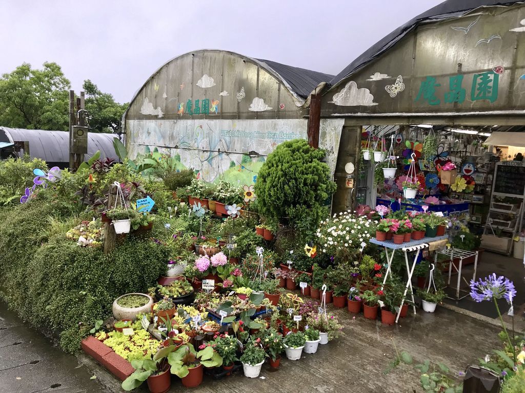 2020繡球花季!雲霧之間的繡球花就在陽明山-竹子湖花與樹繡球花園【丁小羽旅遊篇】 2020繡球花季!雲霧之間的繡球花就在陽明山-竹子湖花與樹繡球花園【丁小羽旅遊篇】