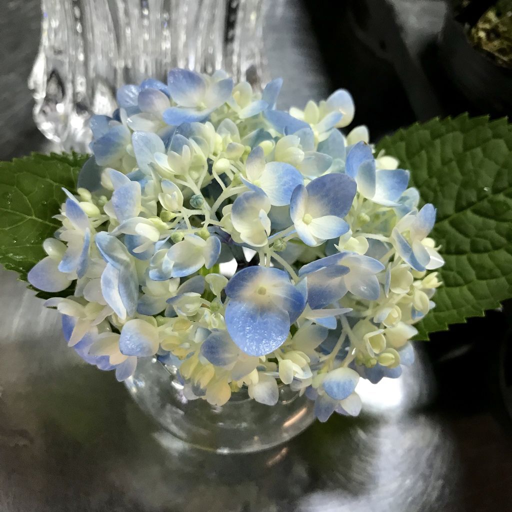 2020繡球花季!雲霧之間的繡球花就在陽明山-竹子湖花與樹繡球花園【丁小羽旅遊篇】 2020繡球花季!雲霧之間的繡球花就在陽明山-竹子湖花與樹繡球花園【丁小羽旅遊篇】