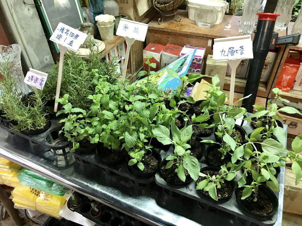 2020繡球花季!雲霧之間的繡球花就在陽明山-竹子湖花與樹繡球花園【丁小羽旅遊篇】 2020繡球花季!雲霧之間的繡球花就在陽明山-竹子湖花與樹繡球花園【丁小羽旅遊篇】