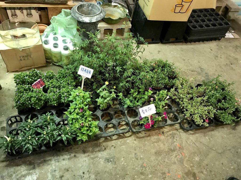 2020繡球花季!雲霧之間的繡球花就在陽明山-竹子湖花與樹繡球花園【丁小羽旅遊篇】 2020繡球花季!雲霧之間的繡球花就在陽明山-竹子湖花與樹繡球花園【丁小羽旅遊篇】