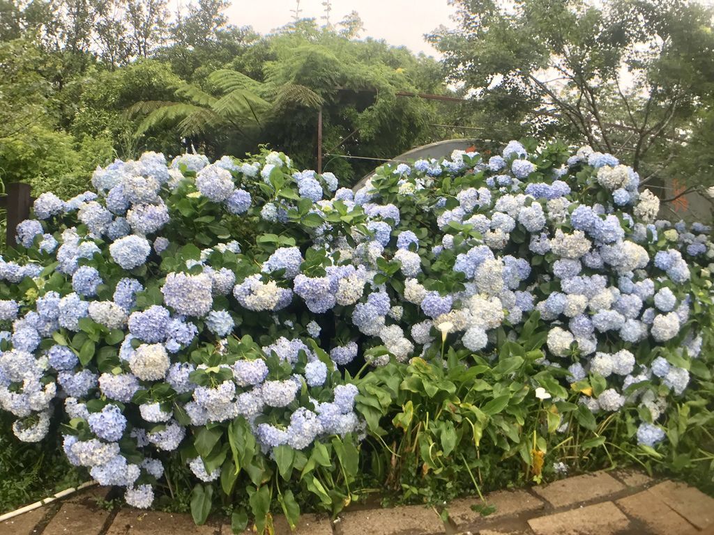 2020繡球花季!雲霧之間的繡球花就在陽明山-竹子湖花與樹繡球花園【丁小羽旅遊篇】 2020繡球花季!雲霧之間的繡球花就在陽明山-竹子湖花與樹繡球花園【丁小羽旅遊篇】