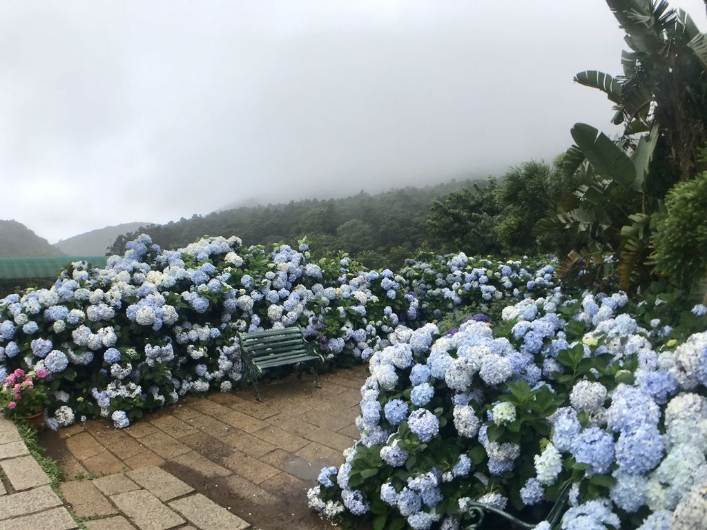 2020繡球花季!雲霧之間的繡球花就在陽明山-竹子湖花與樹繡球花園【丁小羽旅遊篇】 2020繡球花季!雲霧之間的繡球花就在陽明山-竹子湖花與樹繡球花園【丁小羽旅遊篇】