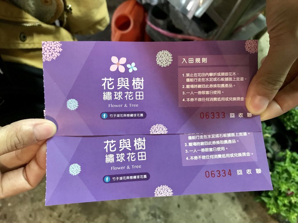 2020繡球花季!雲霧之間的繡球花就在陽明山-竹子湖花與樹繡球花園【丁小羽旅遊篇】 2020繡球花季!雲霧之間的繡球花就在陽明山-竹子湖花與樹繡球花園【丁小羽旅遊篇】