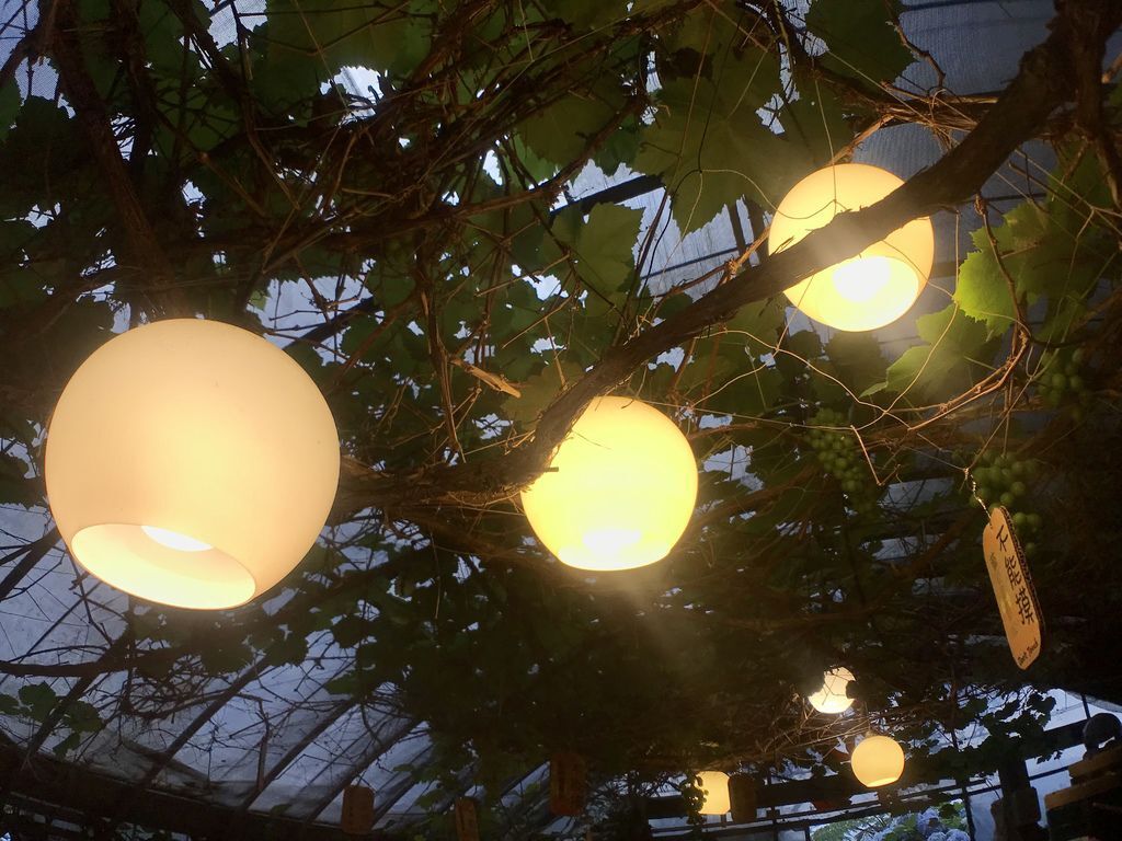 2020繡球花季!雲霧之間的繡球花就在陽明山-竹子湖花與樹繡球花園【丁小羽旅遊篇】 2020繡球花季!雲霧之間的繡球花就在陽明山-竹子湖花與樹繡球花園【丁小羽旅遊篇】