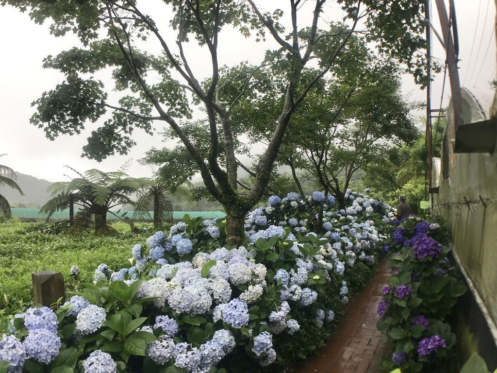 2020繡球花季!雲霧之間的繡球花就在陽明山-竹子湖花與樹繡球花園【丁小羽旅遊篇】 2020繡球花季!雲霧之間的繡球花就在陽明山-竹子湖花與樹繡球花園【丁小羽旅遊篇】