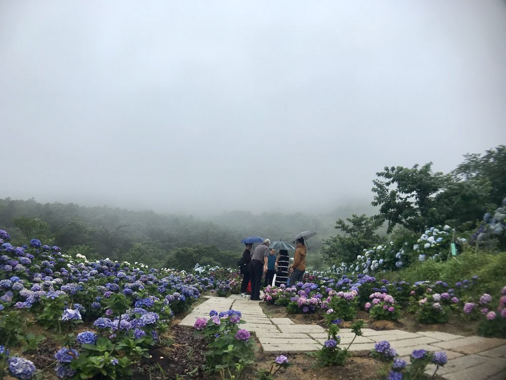2020繡球花季!雲霧之間的繡球花就在陽明山-竹子湖花與樹繡球花園【丁小羽旅遊篇】 2020繡球花季!雲霧之間的繡球花就在陽明山-竹子湖花與樹繡球花園【丁小羽旅遊篇】