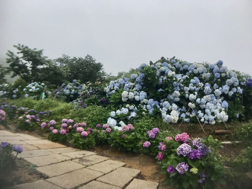 2020繡球花季!雲霧之間的繡球花就在陽明山-竹子湖花與樹繡球花園【丁小羽旅遊篇】 2020繡球花季!雲霧之間的繡球花就在陽明山-竹子湖花與樹繡球花園【丁小羽旅遊篇】