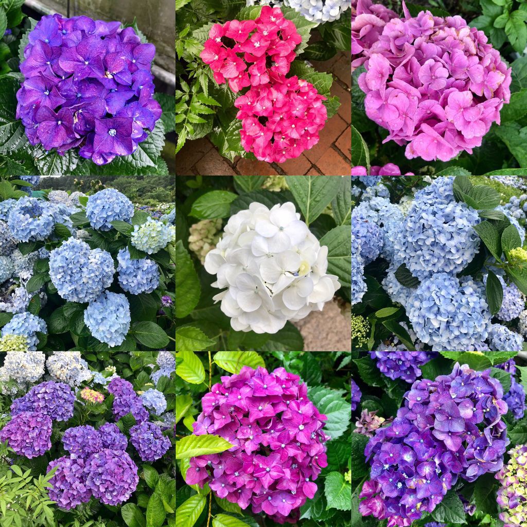 2020繡球花季!雲霧之間的繡球花就在陽明山-竹子湖花與樹繡球花園【丁小羽旅遊篇】 2020繡球花季!雲霧之間的繡球花就在陽明山-竹子湖花與樹繡球花園【丁小羽旅遊篇】