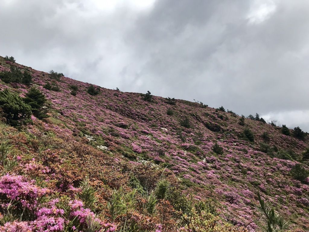 台灣百岳登山-合歡山北峰-合歡群峰最高峰!小羽的首座百岳推薦【丁小羽登山篇】