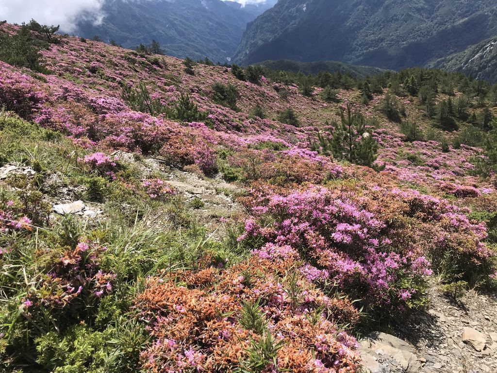 台灣百岳登山-合歡山北峰-合歡群峰最高峰!小羽的首座百岳推薦【丁小羽登山篇】