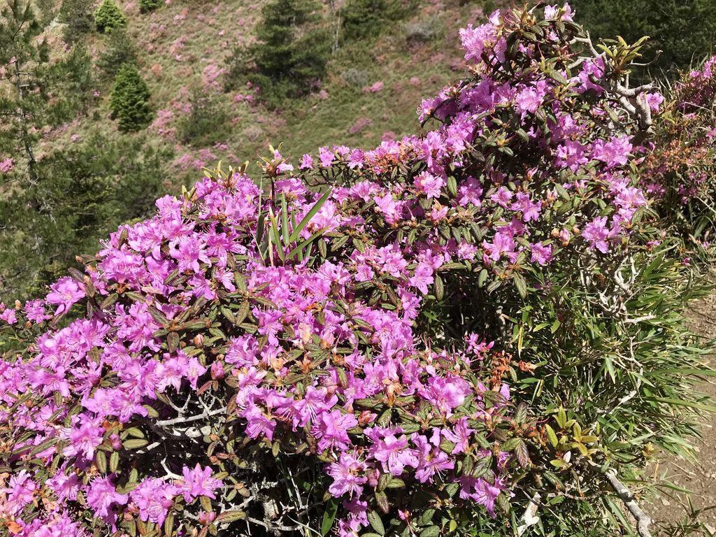 台灣百岳登山-合歡山北峰-合歡群峰最高峰!小羽的首座百岳推薦【丁小羽登山篇】