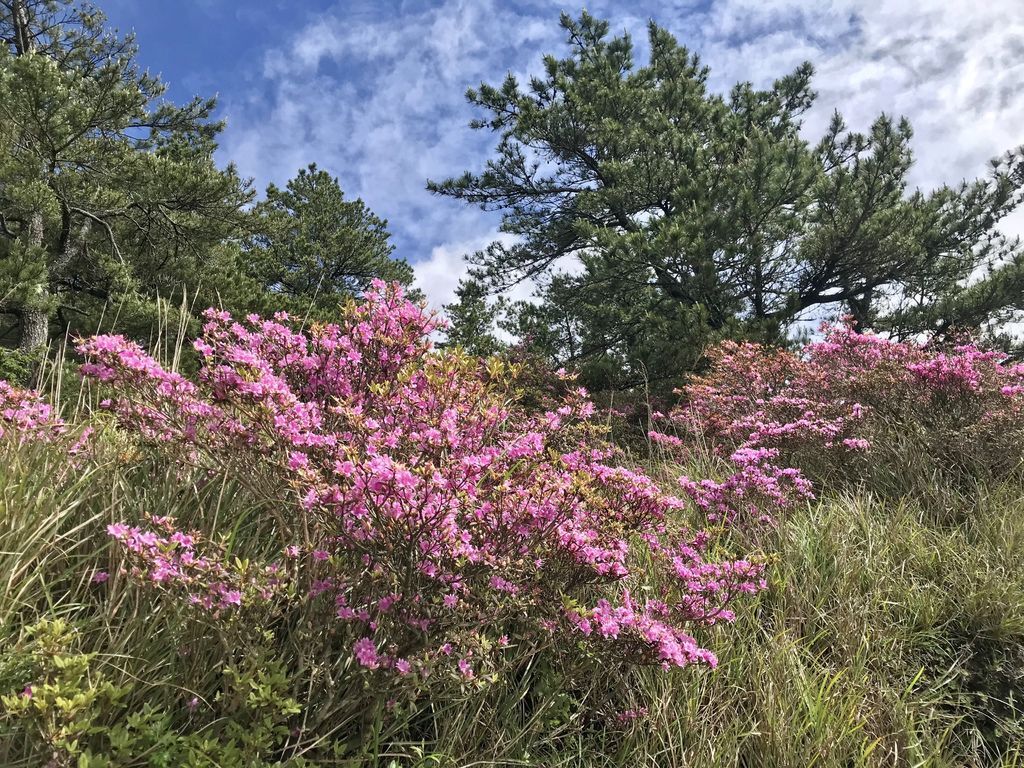 台灣百岳登山-合歡山北峰-合歡群峰最高峰!小羽的首座百岳推薦【丁小羽登山篇】