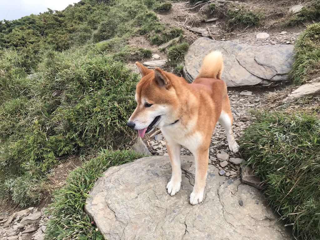 台灣百岳登山-合歡山北峰-合歡群峰最高峰!小羽的首座百岳推薦【丁小羽登山篇】