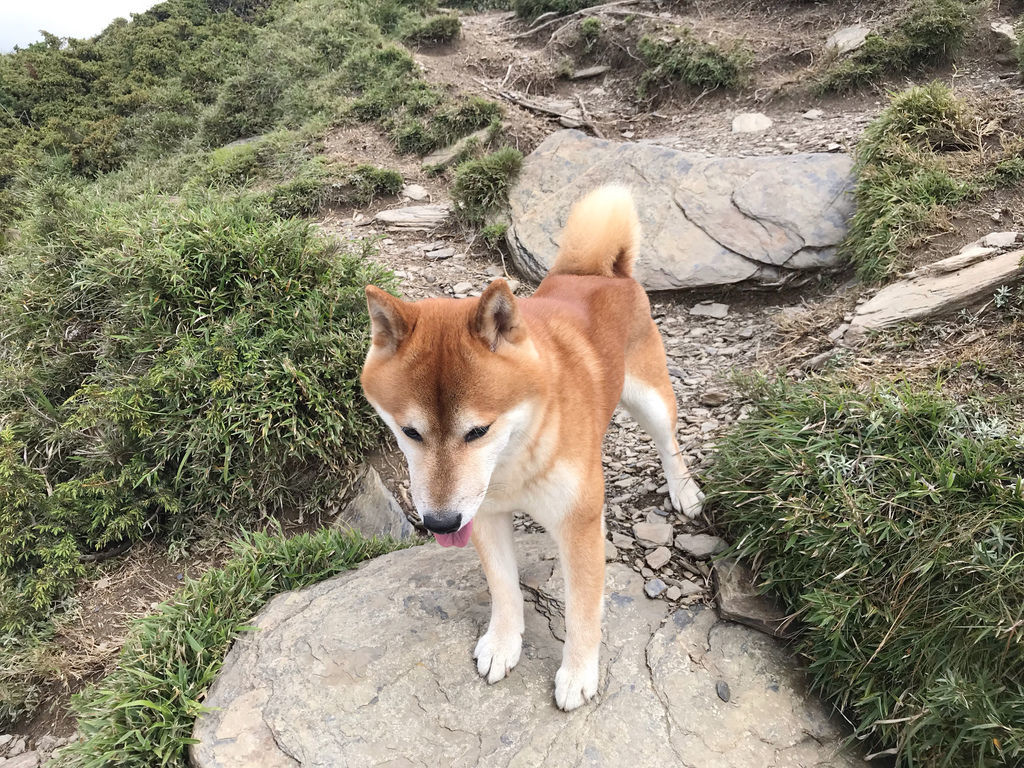 台灣百岳登山-合歡山北峰-合歡群峰最高峰!小羽的首座百岳推薦【丁小羽登山篇】