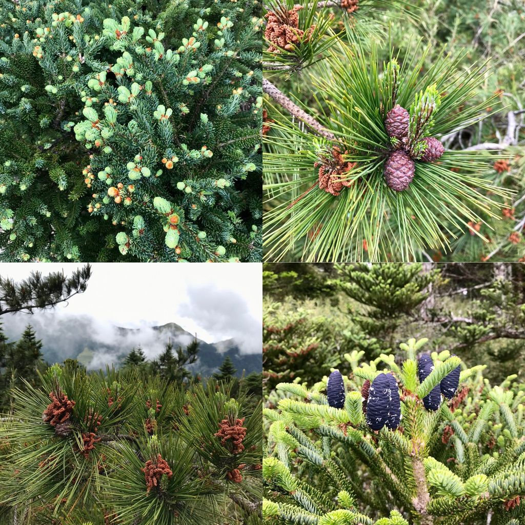 台灣百岳登山-小羽帶你挑戰最難的合歡山西峰!【丁小羽登山篇】