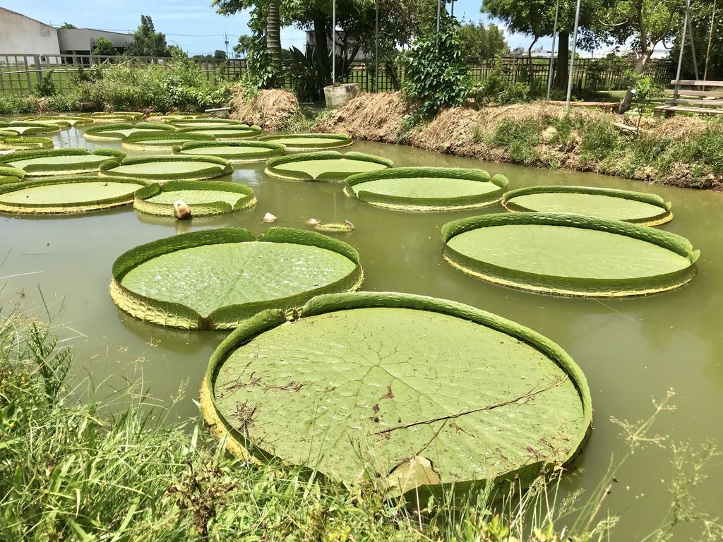 桃園蓮花季-桃園一日遊之在蓮荷園休閒農場乘坐大王蓮【丁小羽旅遊篇】