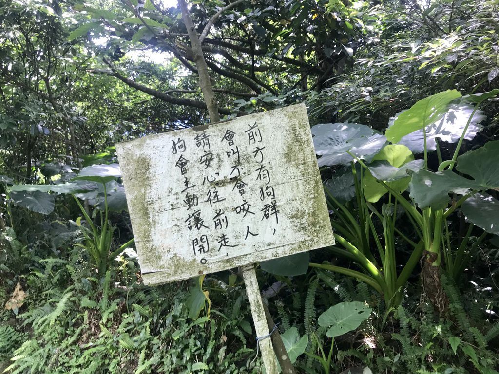 新北登山-瑞芳景點-探訪大粗坑古道及貓咪天堂-猴硐貓村