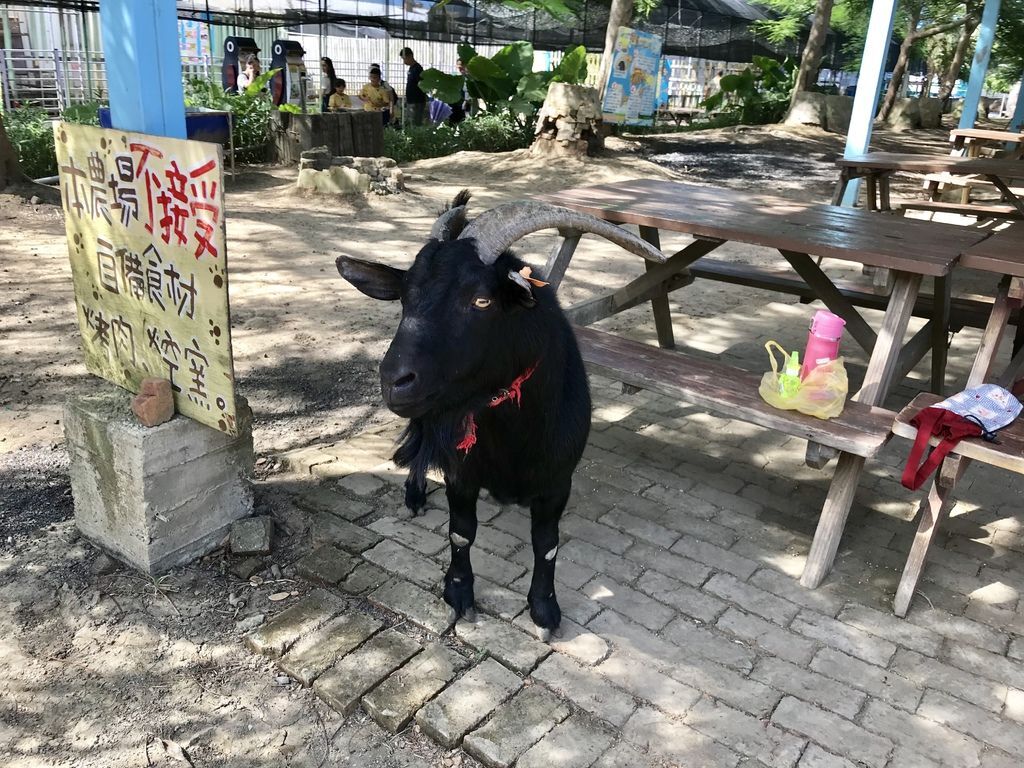 桃園景點-2020向日葵花季在向陽農場漫步在向日葵花海中