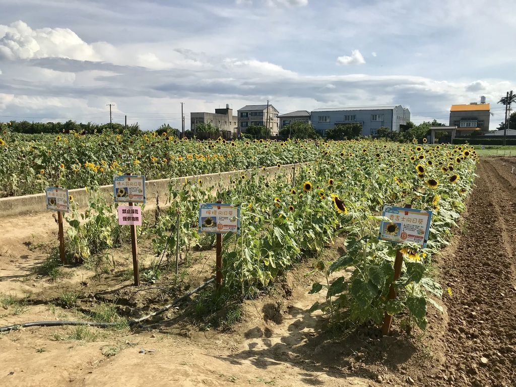 桃園景點-2020向日葵花季在向陽農場漫步在向日葵花海中