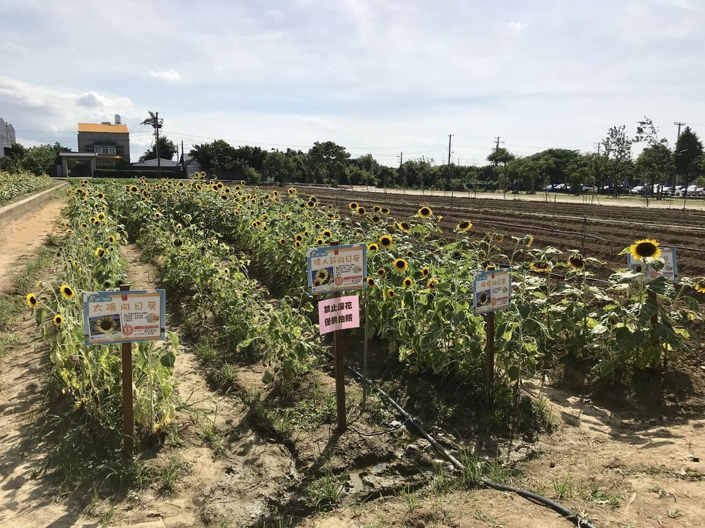 桃園景點-2020向日葵花季在向陽農場漫步在向日葵花海中