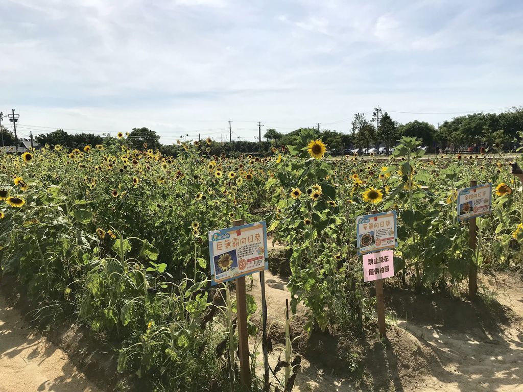 桃園景點-2020向日葵花季在向陽農場漫步在向日葵花海中