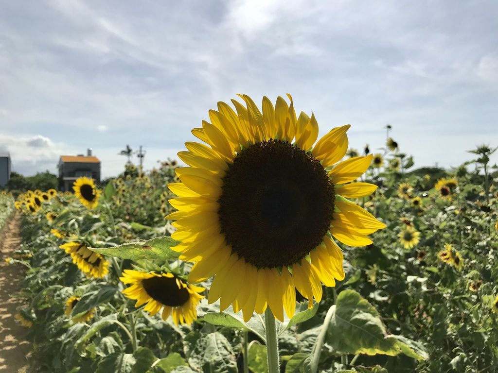 桃園景點-2020向日葵花季在向陽農場漫步在向日葵花海中