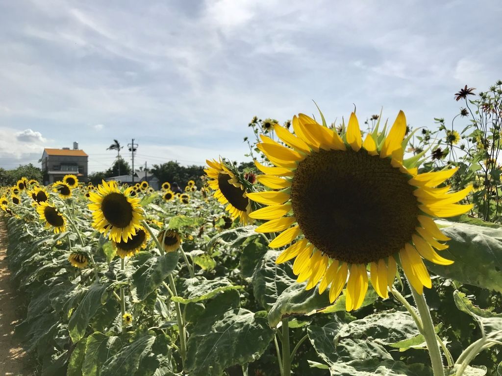 桃園景點-2020向日葵花季在向陽農場漫步在向日葵花海中