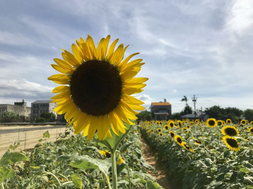 桃園景點-2020向日葵花季在向陽農場漫步在向日葵花海中