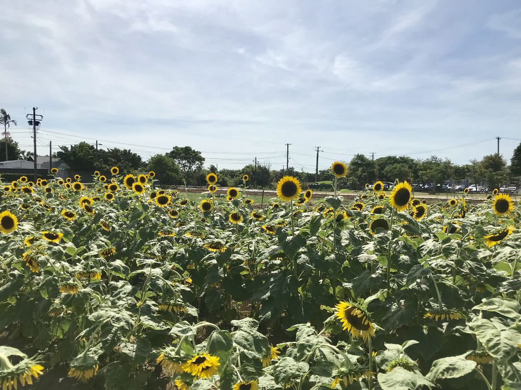 桃園景點-2020向日葵花季在向陽農場漫步在向日葵花海中