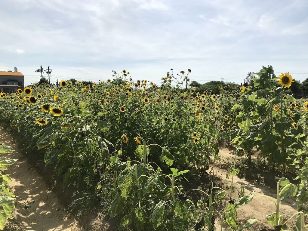 桃園景點-2020向日葵花季在向陽農場漫步在向日葵花海中