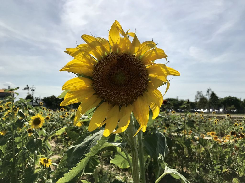 桃園景點-2020向日葵花季在向陽農場漫步在向日葵花海中