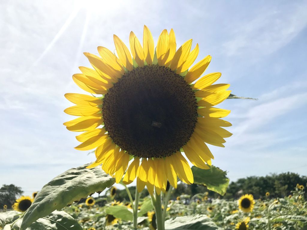 桃園景點-2020向日葵花季在向陽農場漫步在向日葵花海中