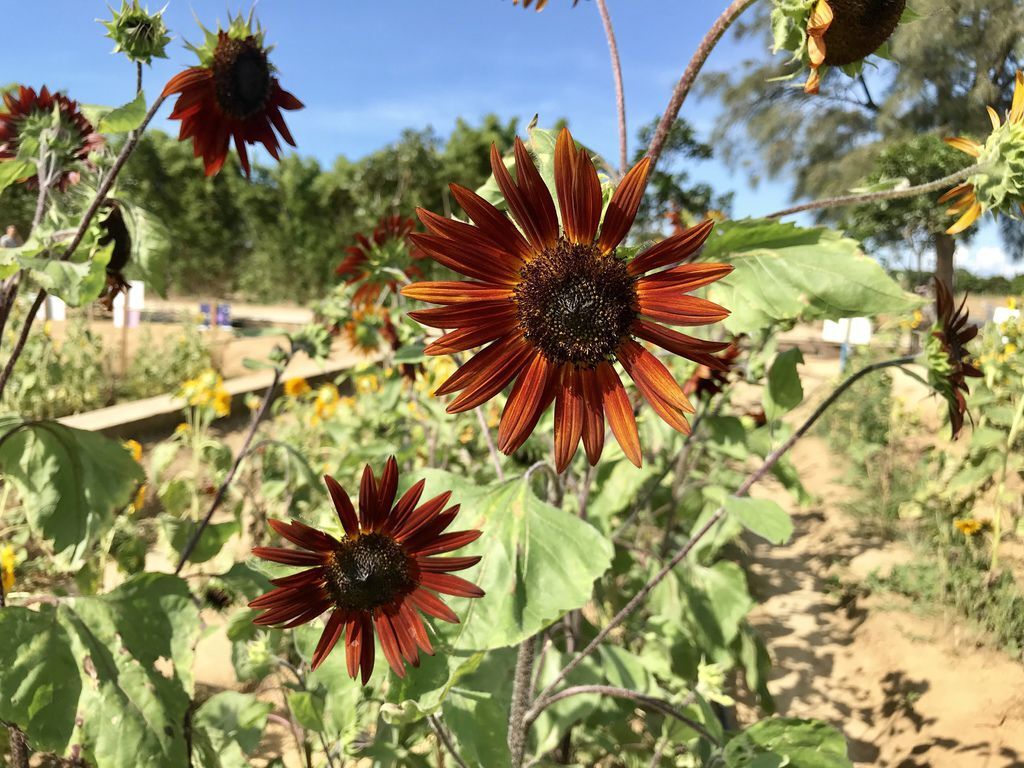 桃園景點-2020向日葵花季在向陽農場漫步在向日葵花海中