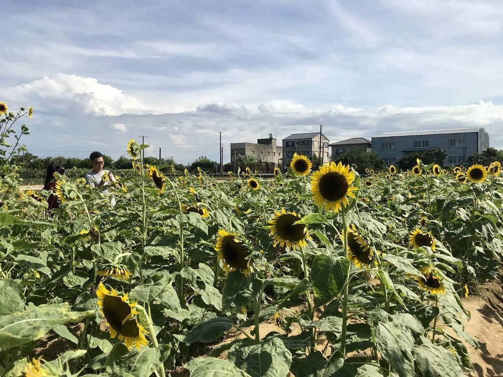 桃園景點-2020向日葵花季在向陽農場漫步在向日葵花海中