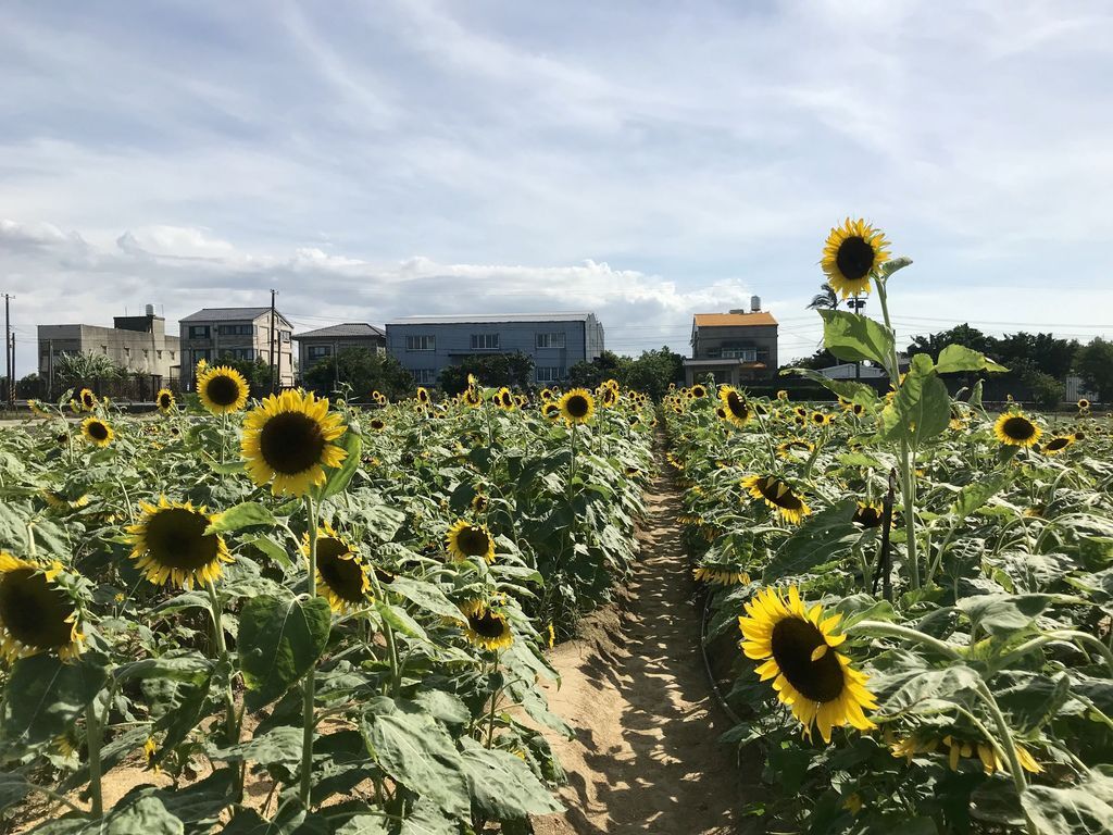 桃園景點-2020向日葵花季在向陽農場漫步在向日葵花海中