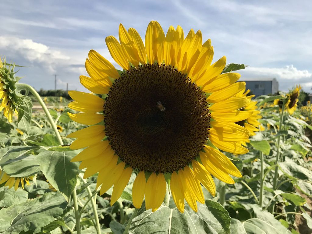 桃園景點-2020向日葵花季在向陽農場漫步在向日葵花海中